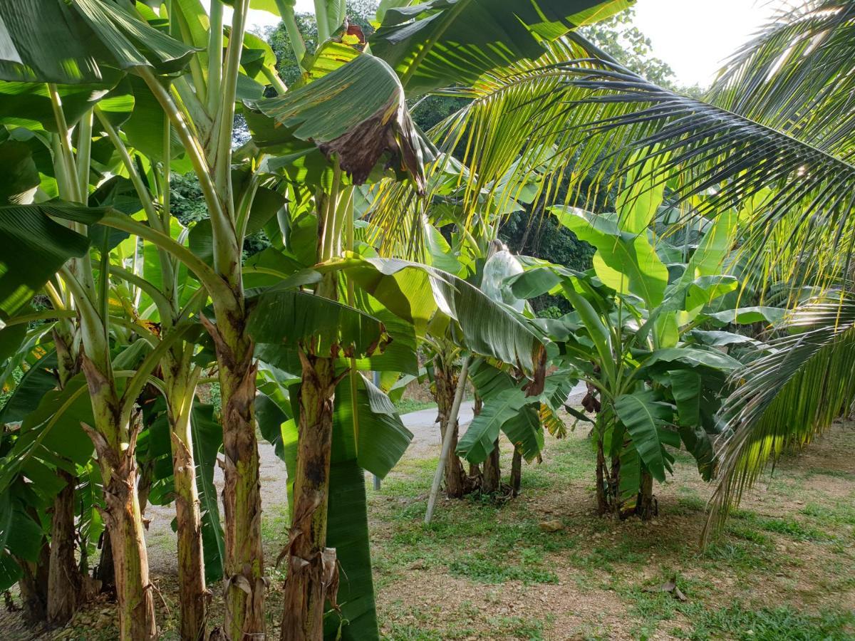 Baan Suan Coconut Ko Yao Noi Hotell Eksteriør bilde